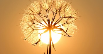 dandelion-1557110_1920