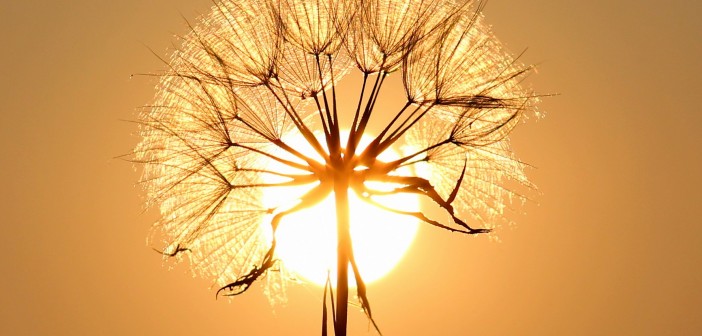 dandelion-1557110_1920